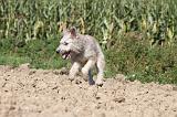 BOUVIER DES ARDENNES 075
